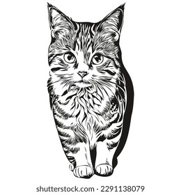 Hand drawn cartoon Cat, vector vintage illustration kitten
