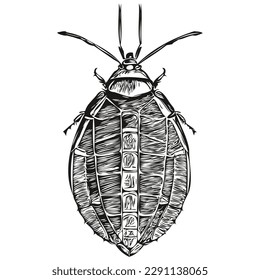 Hand drawn cartoon cockroach, vector vintage illustration cockroaches
