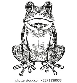 Hand drawn cartoon frog  vector vintage illustration toad
