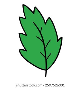 Hand drawn cartoon green leaf isolated on white background. Vector illustration.