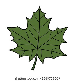 Hand drawn cartoon green maple leaf isolated on white background. Vector illustration.