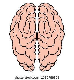Hand drawn cartoon human brain isolated on a white background. Vector illustration.