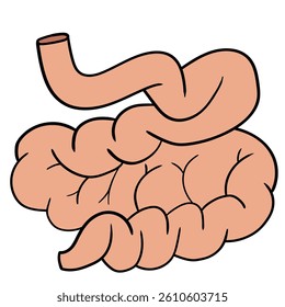 Hand drawn cartoon human small intestine isolated on white background. Vector illustration.