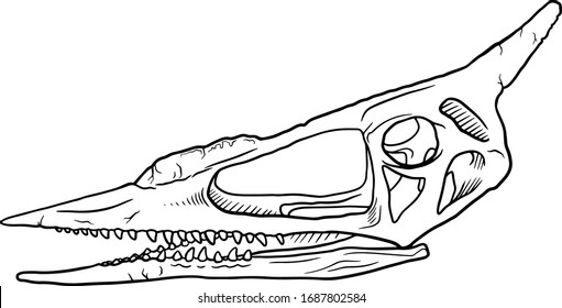 Hand Drawn Cartoon line Illustration of Dinosaur Skull isolated on white background, paleontology symbol. Archeology Sticker.
