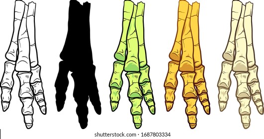 Hand Drawn Cartoon line Illustration of Dinosaur foot or hand isolated on white background, paleontology symbol. Archeology Sticker.