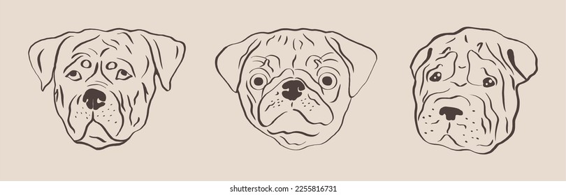 Hand drawn cartoon linear portrait of sharpei, rottweiler and pug. Funny muzzle of a pug. Dogs, design elements on the theme of pets, icon, logo.