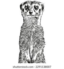Hand drawn cartoon Meerkat, vector vintage illustration Meerkats
