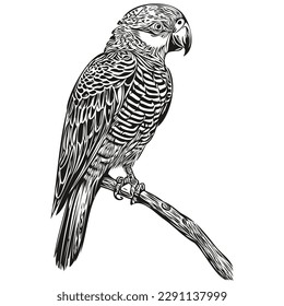 Hand drawn cartoon parrot, vector vintage illustration parrots
