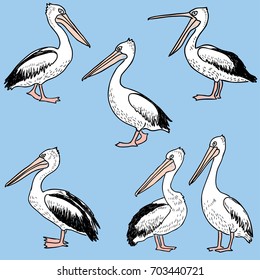 hand drawn cartoon pelicans