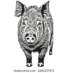 Hand drawn cartoon Pig, vector vintage illustration hog
