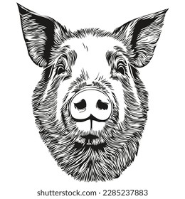 Hand drawn cartoon Pig, vector vintage illustration hog
