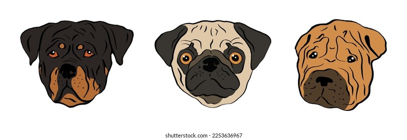 Retrato dibujado a mano de shar pei, rottweiler y pug. Curioso bozal de un pug. Perros, elementos de diseño sobre el tema de mascotas, ícono, logo.