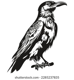 Hand drawn cartoon Raven, vector vintage illustration corbie
