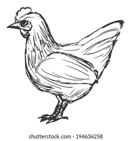 Hand Drawn, Cartoon, Sketch Illustration Of Hen