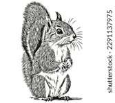 Hand drawn cartoon squirrel, vector vintage illustration baby squirrel.
