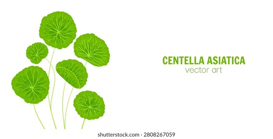 Hand drawn cartoon style background of Centella asiatica stems and leaves. Gotu kola, Asiatic pennywort herb in various shapes. Medicinal plant for banner, template poster, postcard Vector background
