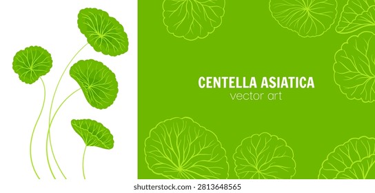 Hand drawn cartoon style background of Centella asiatica stems and leaves. Gotu kola, Asiatic pennywort herb in various shapes. Medicinal plant for banner, template poster, postcard Vector background