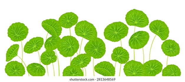 Hand drawn cartoon style background of Centella asiatica stems and leaves. Gotu kola, Asiatic pennywort herb in various shapes. Medicinal plant for banner, template poster, postcard Vector background