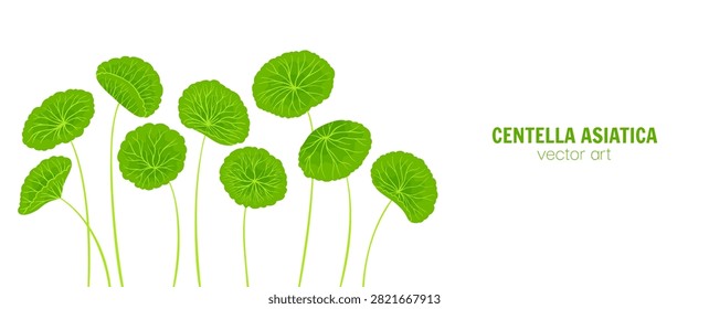 Hand drawn cartoon style background of Centella asiatica stems and leaves. Gotu kola, Asiatic pennywort herb in various shapes. Medicinal plant for banner, template poster, postcard Vector background