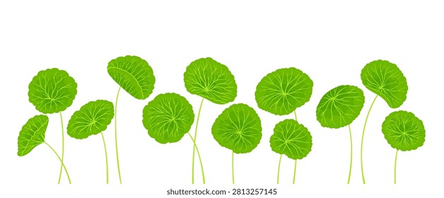 Hand drawn cartoon style set of Centella asiatica stems and leaves. Gotu kola, Asiatic pennywort herb in various shapes. Medicinal plant for banner, template poster, postcard Vector pattern background