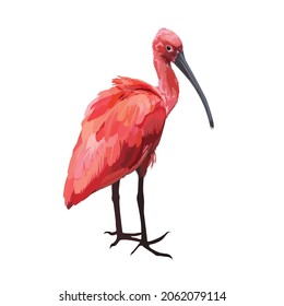 Hand drawn cartoon summer time graphic decoration illustrations art with exotic tropical rainforest Scarlet Ibis bird isolated on white background.