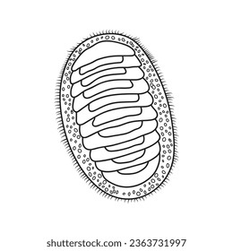 Hand drawn Cartoon Vector illustration chiton icon Isolated on White Background