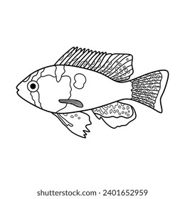 Hand drawn Cartoon Vector illustration german blue ram fish icon Isolated on White Background
