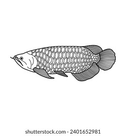Hand drawn Cartoon Vector illustration arowana fish icon Isolated on White Background
