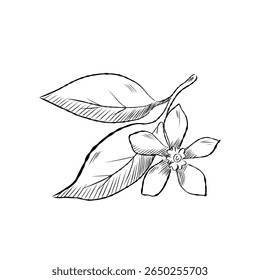 Hand drawn cartoon-style lemon leaves and blooming flower vector illustration. Drawing for nature-themed products, skincare packaging or botanical branding