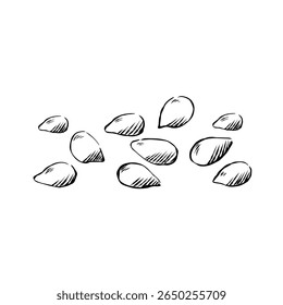 Hand drawn cartoon-style lemon seeds vector illustration. Drawing for ingredient-focused designs, educational projects and botanical elements