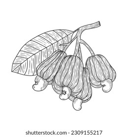 Hand Drawn Cashew Fruit Illustration in Outline Style