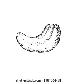 Hand drawn cashew nut isolated on white background. Vector illustration