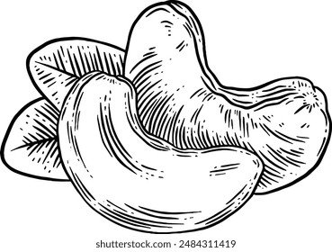 Handgezeichnete Cashew Mutter Skizze Illustration