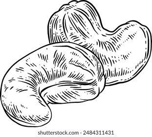 Hand drawn Cashew Nut Sketch Illustration