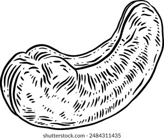 Hand drawn Cashew Nut Sketch Illustration