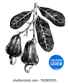Hand drawn cashew tree branch isolated on white background. Vector illustration in retro style