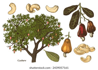 Hand drawn cashews vector set