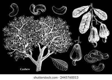 Hand drawn cashews vector set