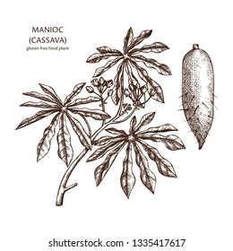 Hand drawn Cassava illustration. Botanical drawing of manioc, yucca or Brazilian arrowroot. Agricultural plant sketch. Vegan and healthy. Great for packaging, label, icon. Cassava vector outlines. 