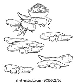 Hand drawn Cassava (Manihot esculenta).  Vector sketch  illustration. 