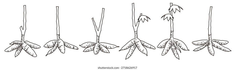 Ilustración vectorial de árbol de yuca dibujado a mano