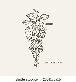 Hand Drawn Cassia Tree Branch