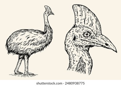 Hand drawn cassowary in sketch style. Monochrome vector illustration bird isolated on white background.