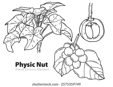 Hand drawn castor fruit or Physic Nut vector design, potted fruit, whole, and plant leaves, packaging design, fresh, agricultural, agricultural products, coloring page, easy to edit