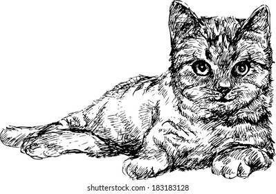 hand drawn cat 