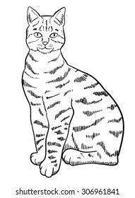 Hand drawn cat