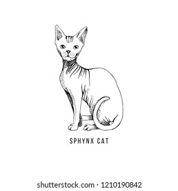 Hand drawn cat of breed sphynx. Vector illustration