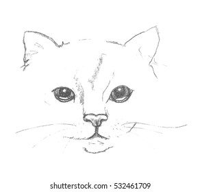 Hand drawn cat muzzle. Sketched kitten's face in black and white, vector illustration