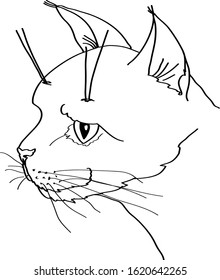 hand drawn cat sketch vector illustration