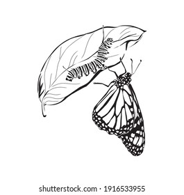 Hand Drawn Of Caterpillar And Butterfly Vector
